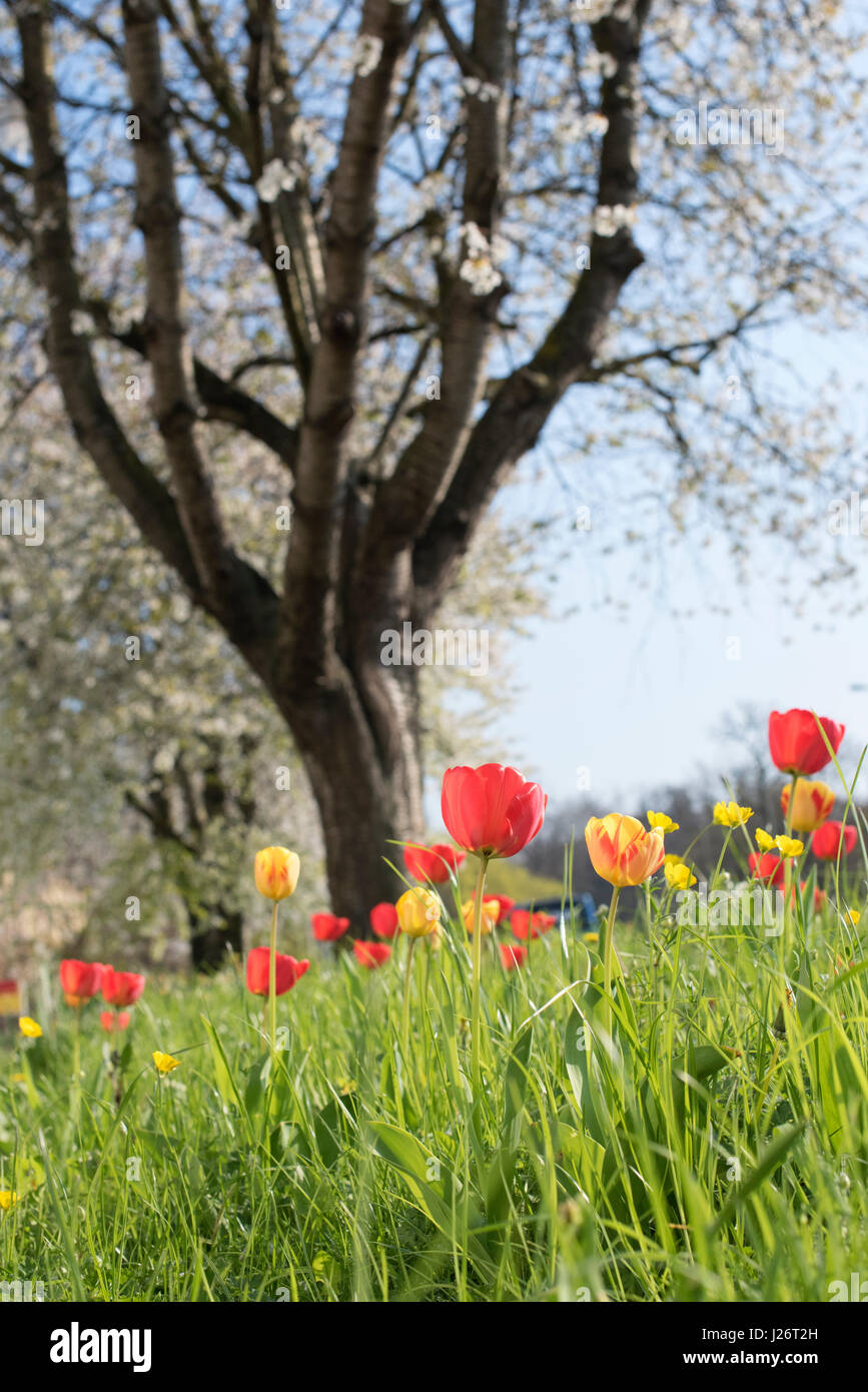 Naturalizzato coloratissima primavera tulipani in erba. Regno Unito Foto Stock