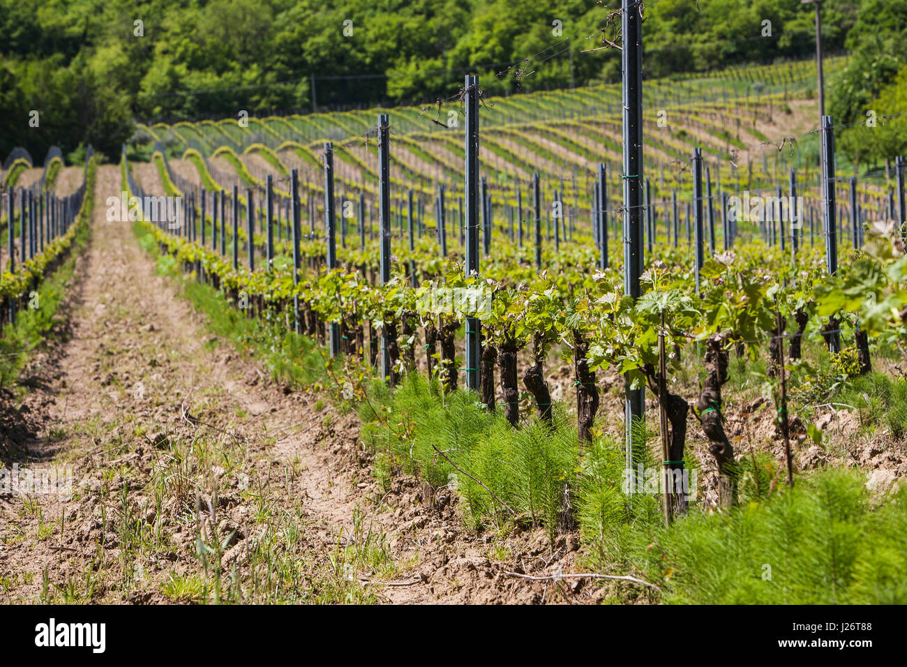 Val d'Orcia in Toscana, Italia Foto Stock