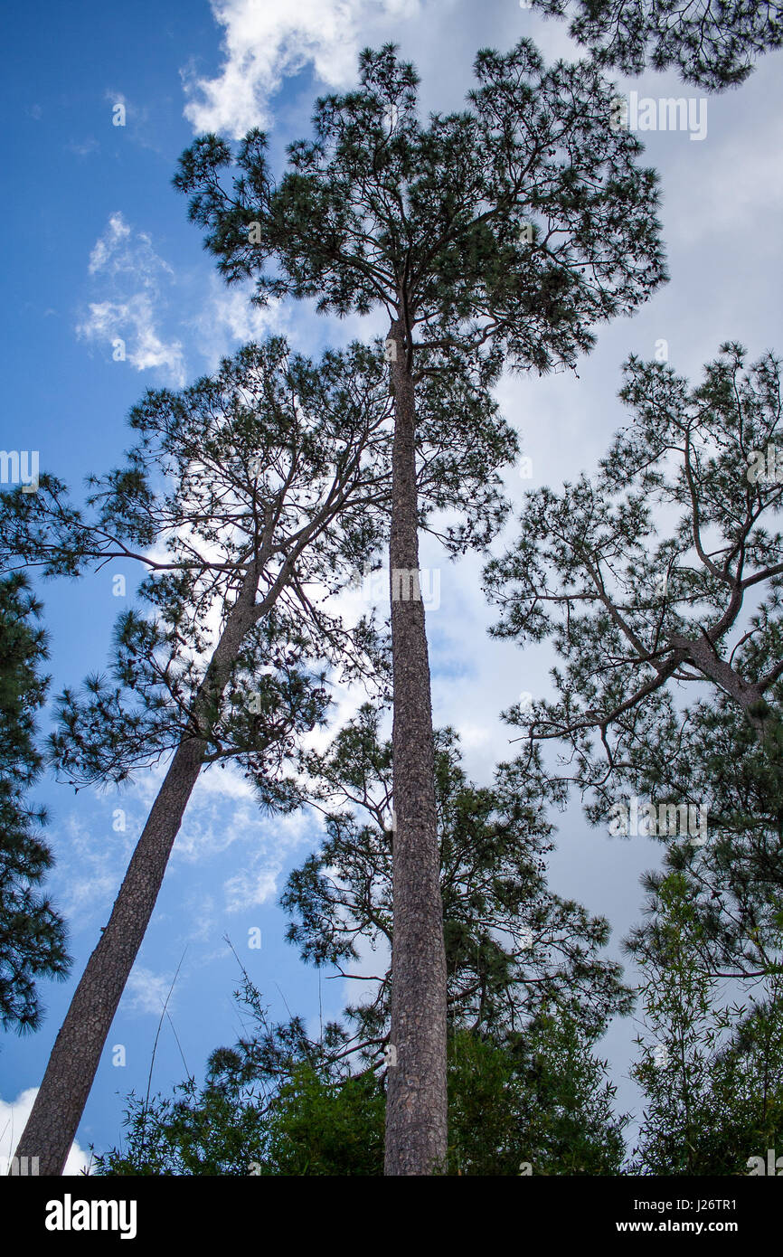 Guardando il Tall Trees Foto Stock