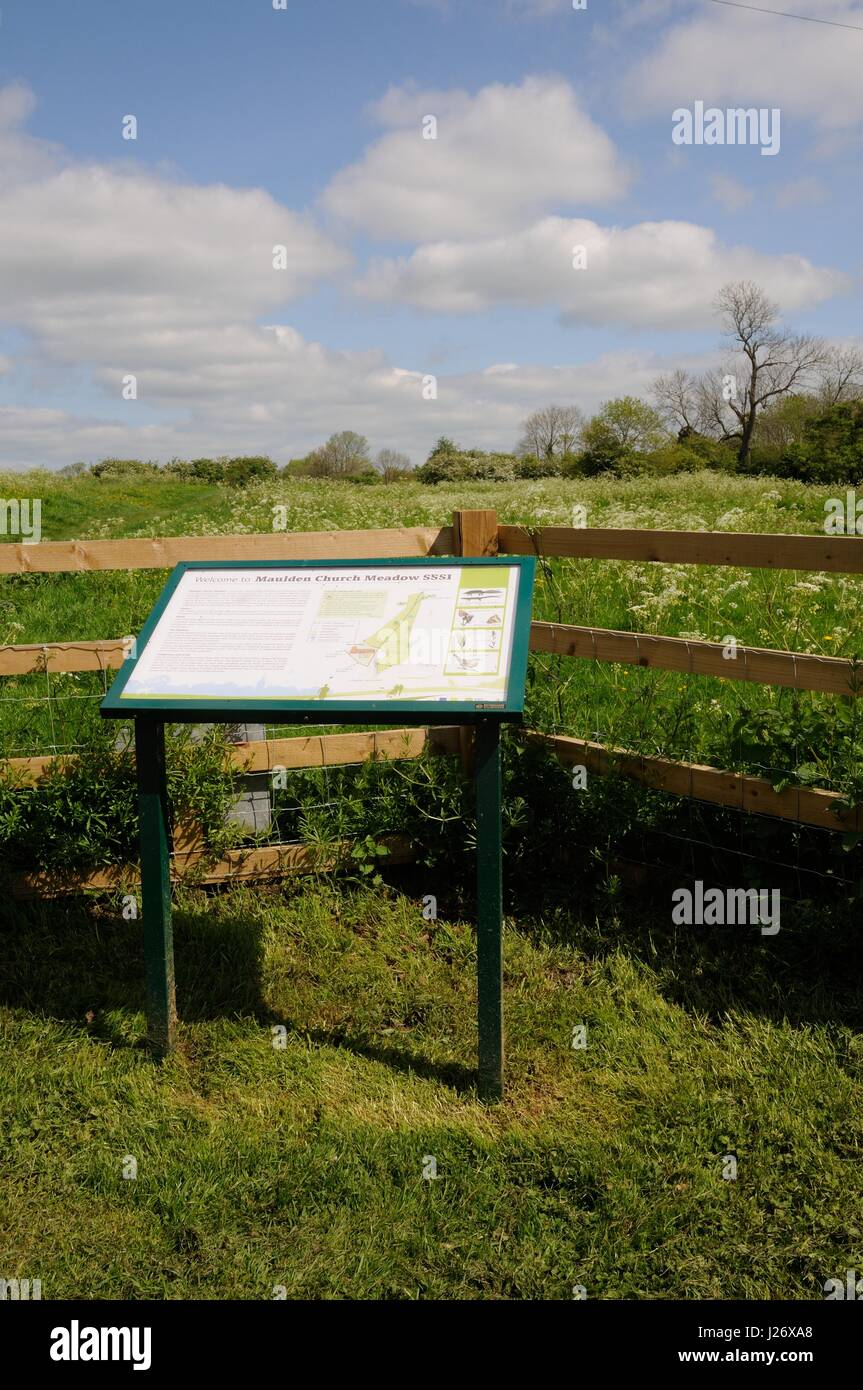 Maulden Church Meadows. Maulden, Bedfordshire, Prato che è designato un sito di particolare interesse scientifico. Si tratta di un antico pascolo con grassl Foto Stock
