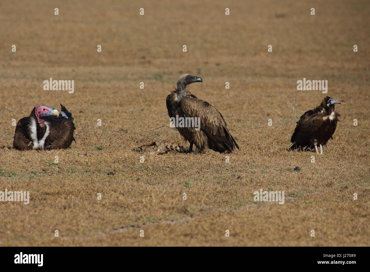 Falda di fronte-avvoltoio Torgos tracheliotus, di fronte bianco-Vulture Gyps africanus e Hooded Vulture Necrosyrtes monachus, Bangweulu zone umide, Zambia Foto Stock