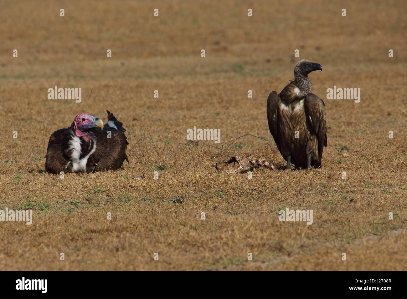 Falda di fronte-avvoltoio Torgos tracheliotus e White-backed Vulture Gyps africanus, sulla pianura alluvionale del Bangweulu palude, Zambia settentrionale, Africa Foto Stock