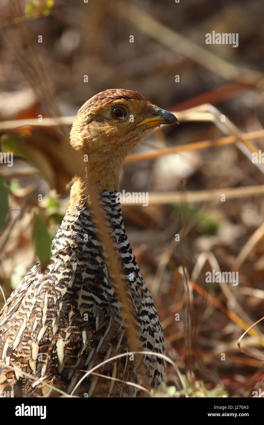 Coqui Francolin in Nord Luangwa National Park, Zambia, Africa Foto Stock