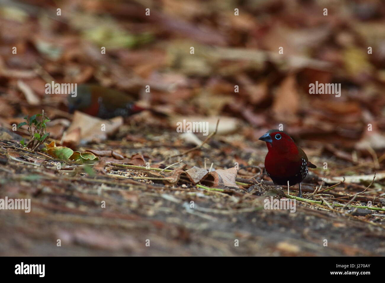 Rosso-throated Twinspot, Hypargos niveoguttatus, Kasanka National Park, Zambia, Africa Foto Stock