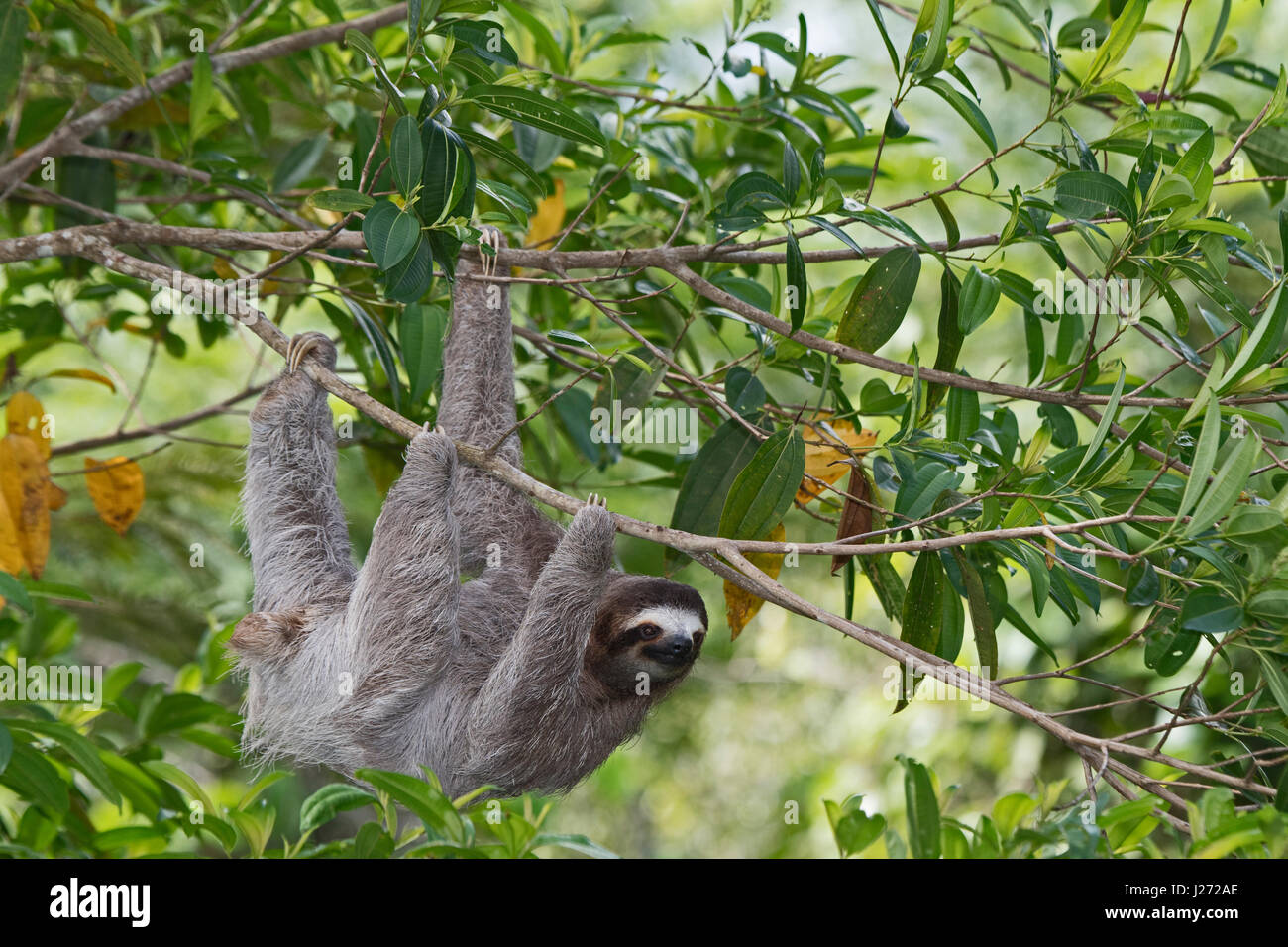 Marrone-throated Sloth (Bradypus variegatus) di il bradipo famiglia, femmina Panama Foto Stock