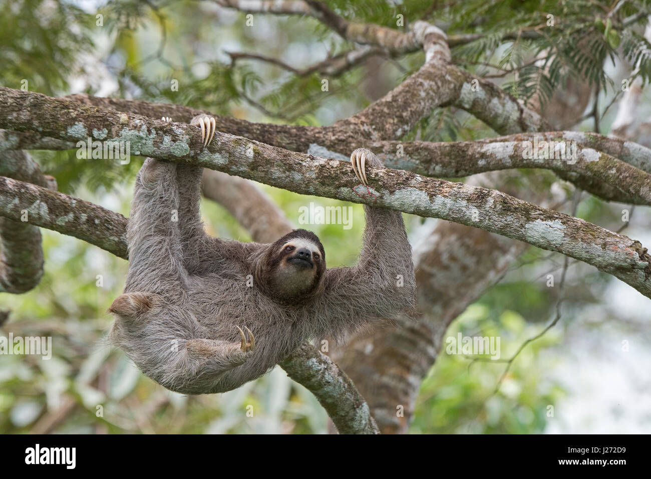 Marrone-throated Sloth (Bradypus variegatus) di il bradipo famiglia, femmina Panama Foto Stock