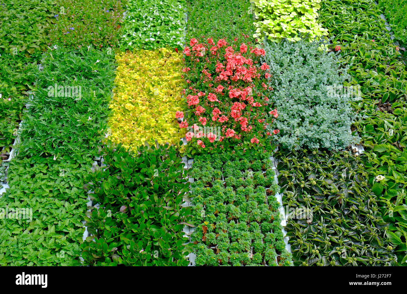 Varie piante che crescono nel vivaio commerciale interno serra, Norfolk, Inghilterra Foto Stock