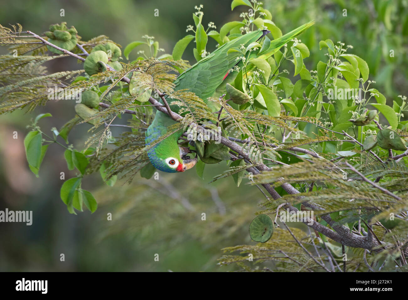 Rosso-lored Parrot Amazona autumnalis Darién Panama Foto Stock