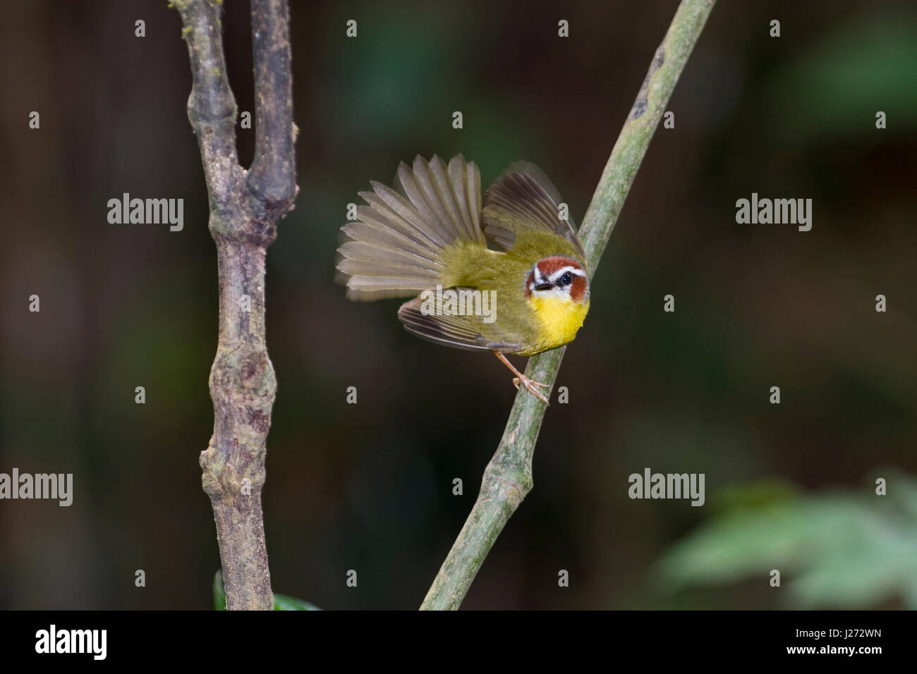 Rufous-capped Trillo Griseiceps rufifrons Panama Foto Stock