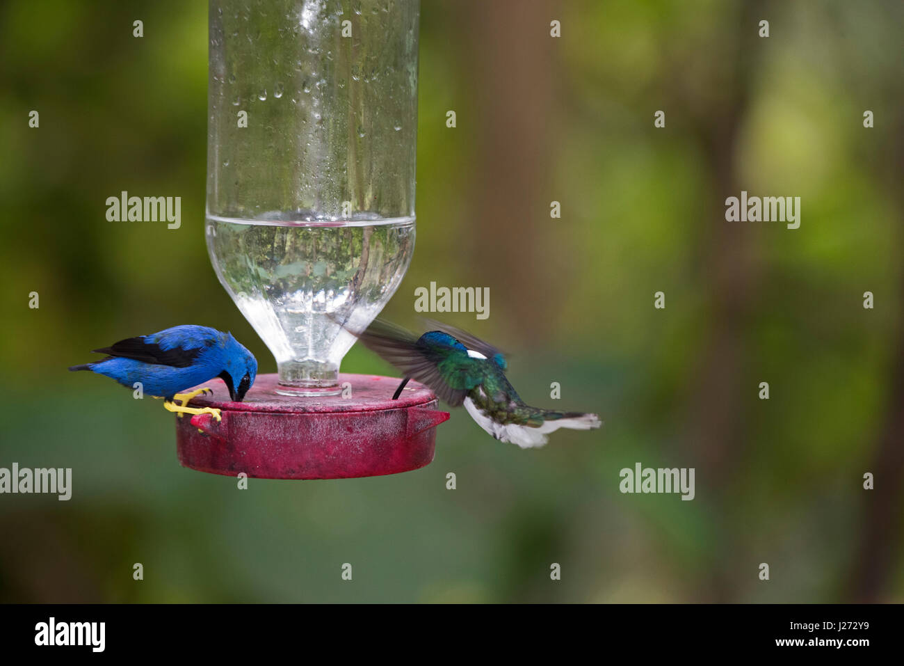 Shining Honeycreeper & White-collo alimentazione giacobina a hummingbird feeder Panama Foto Stock