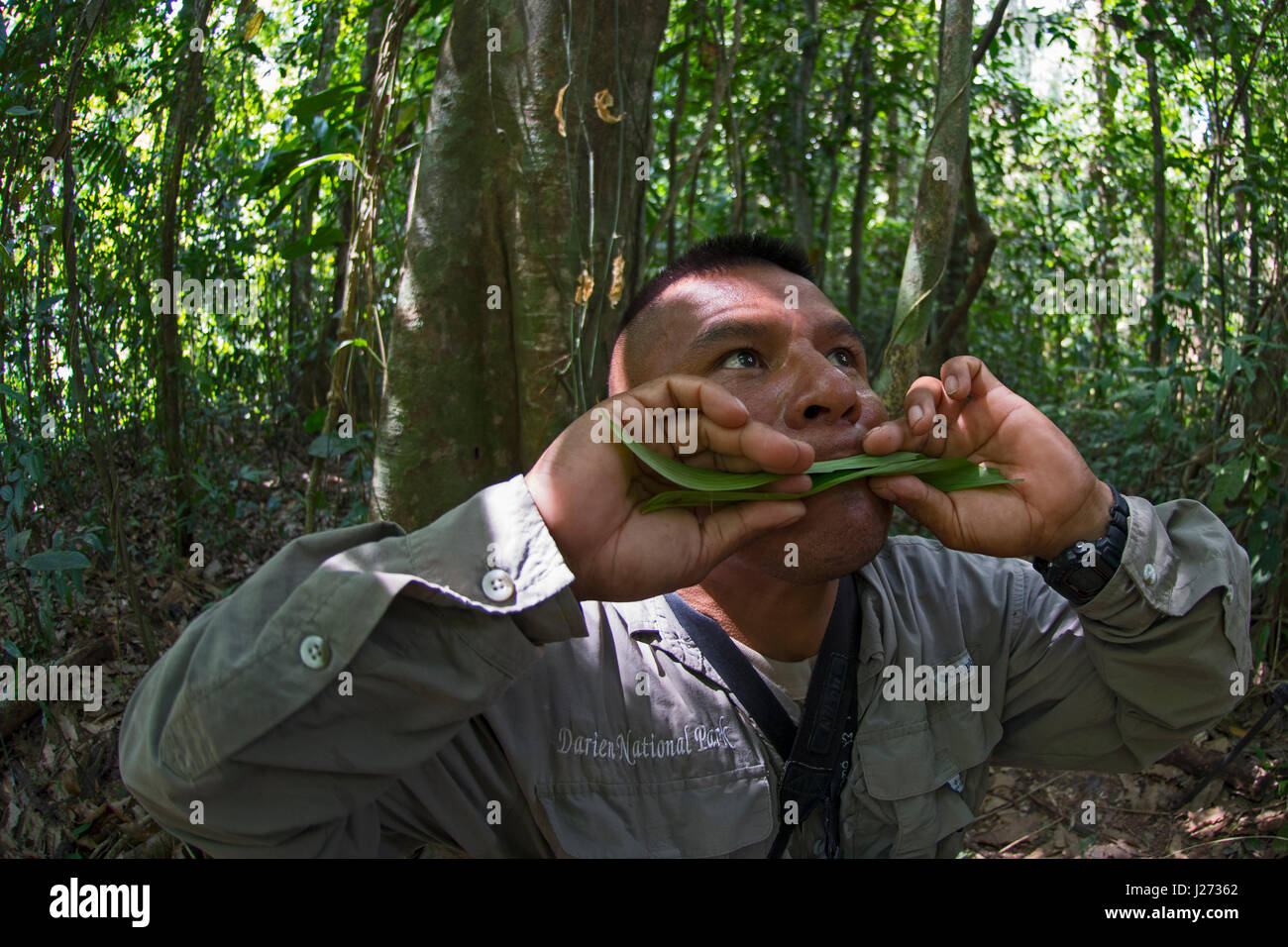 Guida di foresta Isacco Pizarro imitando la chiamata di un Arpia Aquila, Darién Parco Nazionale di Panama Foto Stock