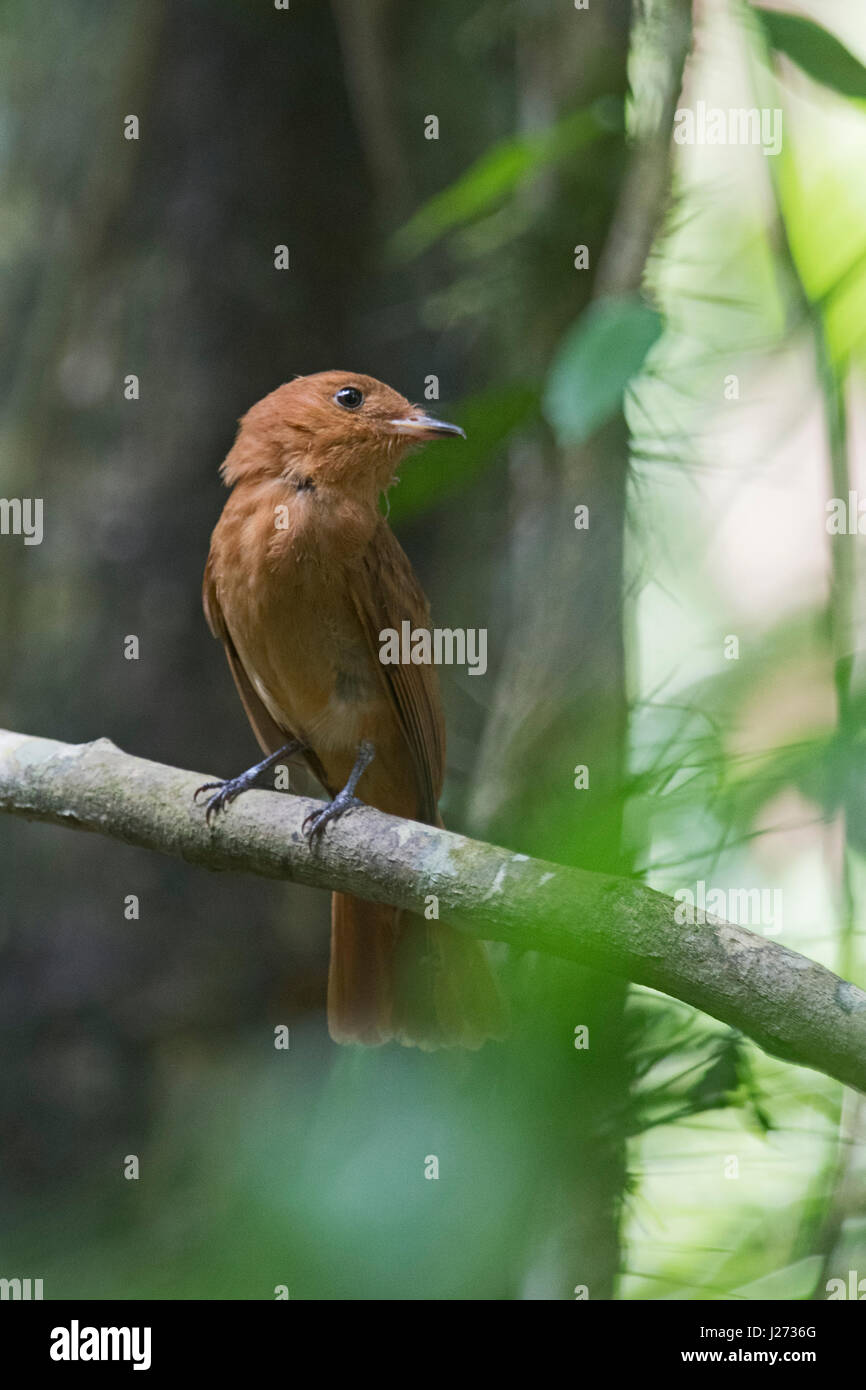 Rufous Piha Lipaugus unirufus Darién Parco Nazionale di Panama Foto Stock