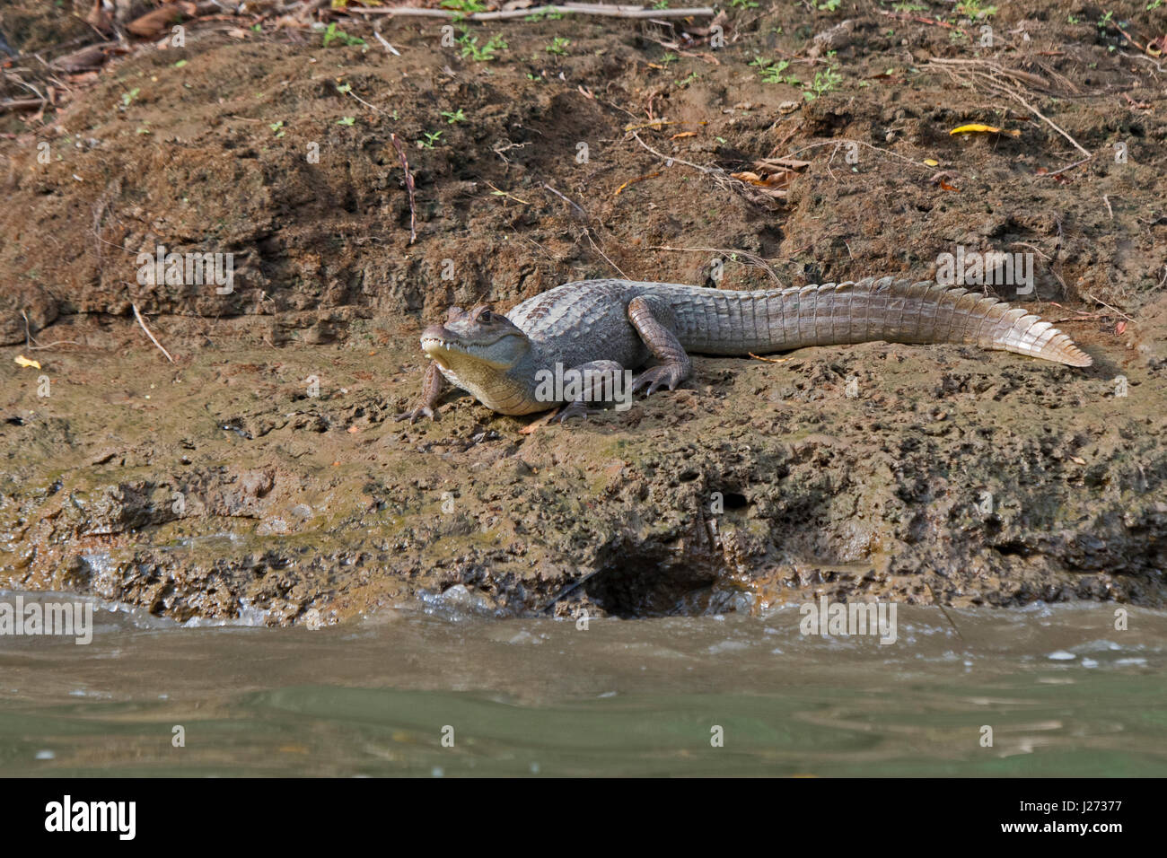 Spectacled Cayman crocodilus Caimano Chuchunaka Fiume Darién Panama Foto Stock