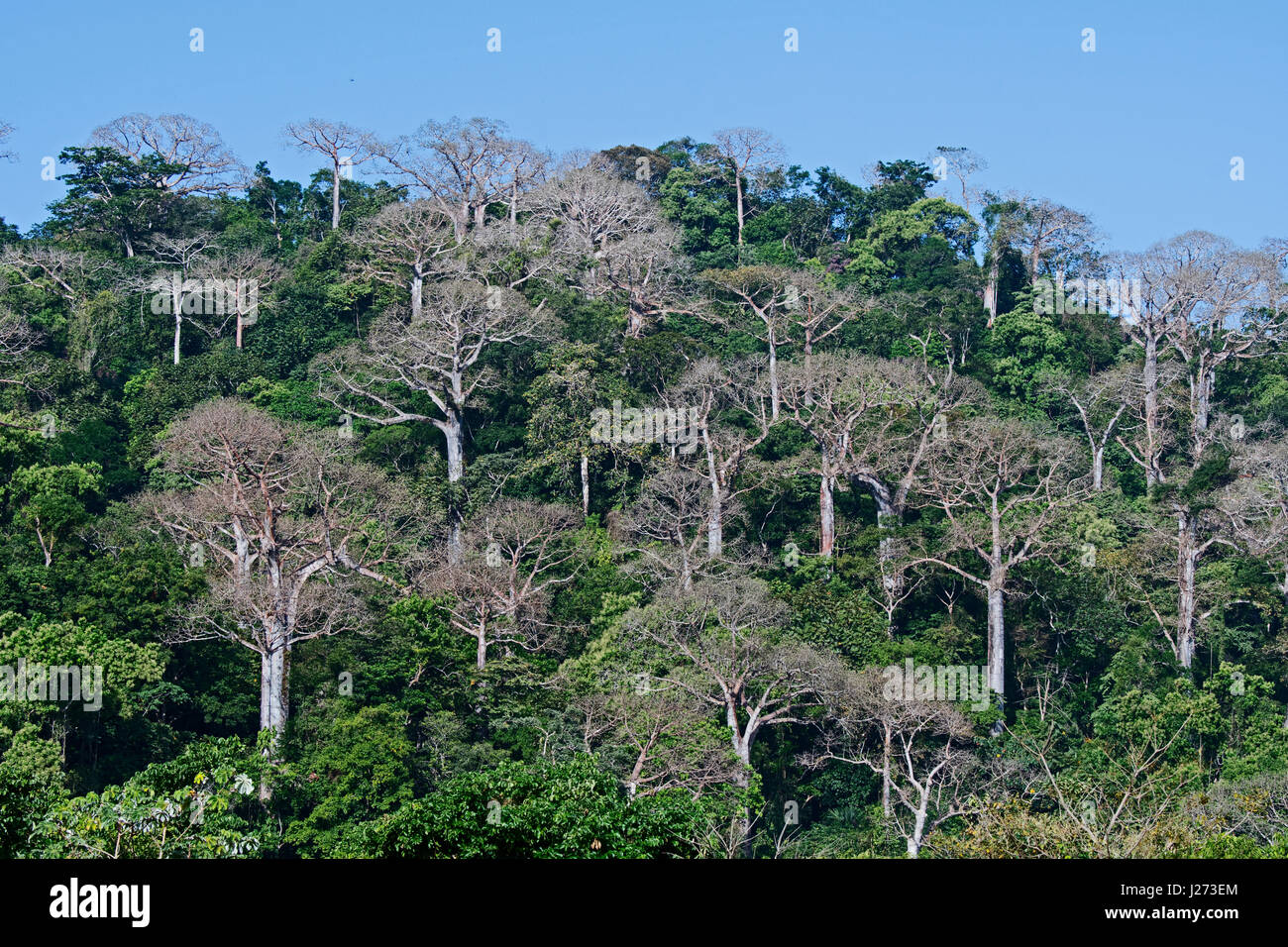 La foresta pluviale di pianura e grandi alberi Cuipo nel Darién Panama Foto Stock