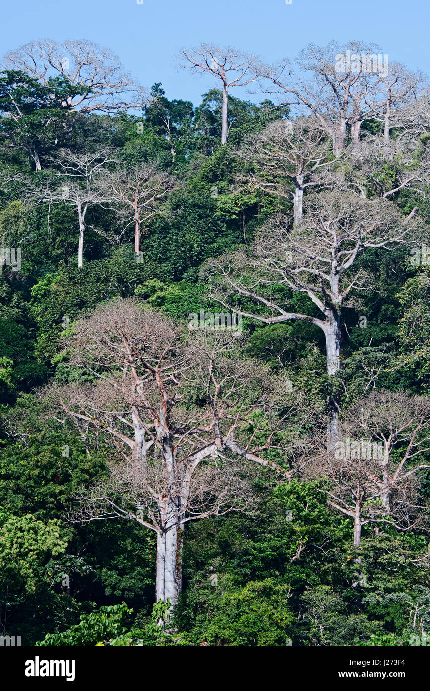 La foresta pluviale di pianura e grandi alberi Cuipo nel Darién Panama Foto Stock