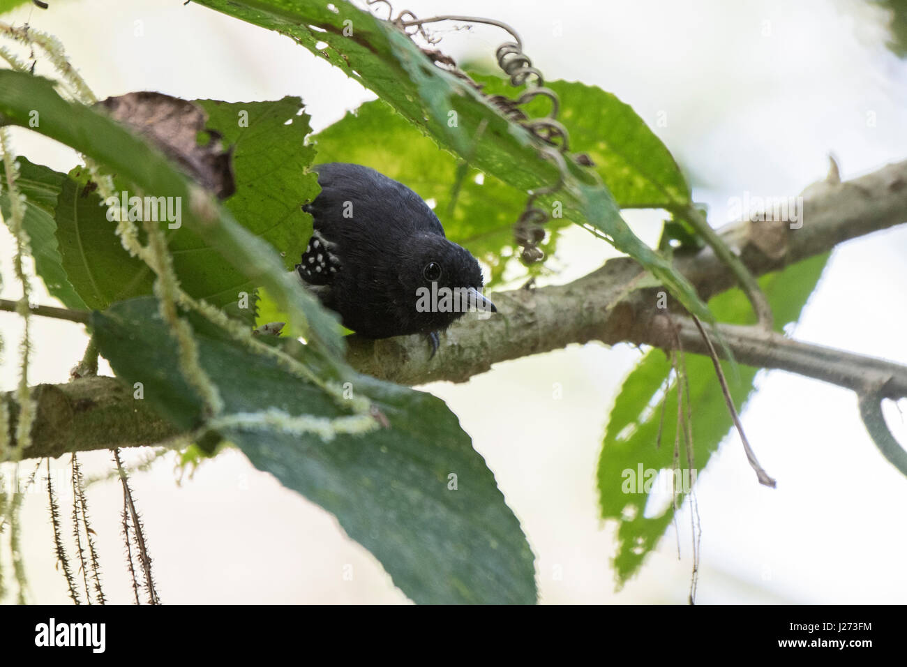 Bianco-fiancheggiata Antwen Myrmotherula axillaris maschio Darién nel Parco Nazionale di Panama Foto Stock