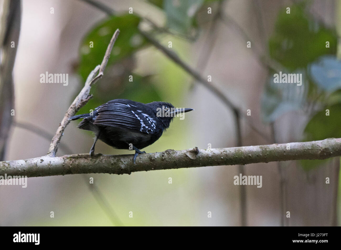 Bianco-fiancheggiata Antwen Myrmotherula axillaris maschio Darién nel Parco Nazionale di Panama Foto Stock