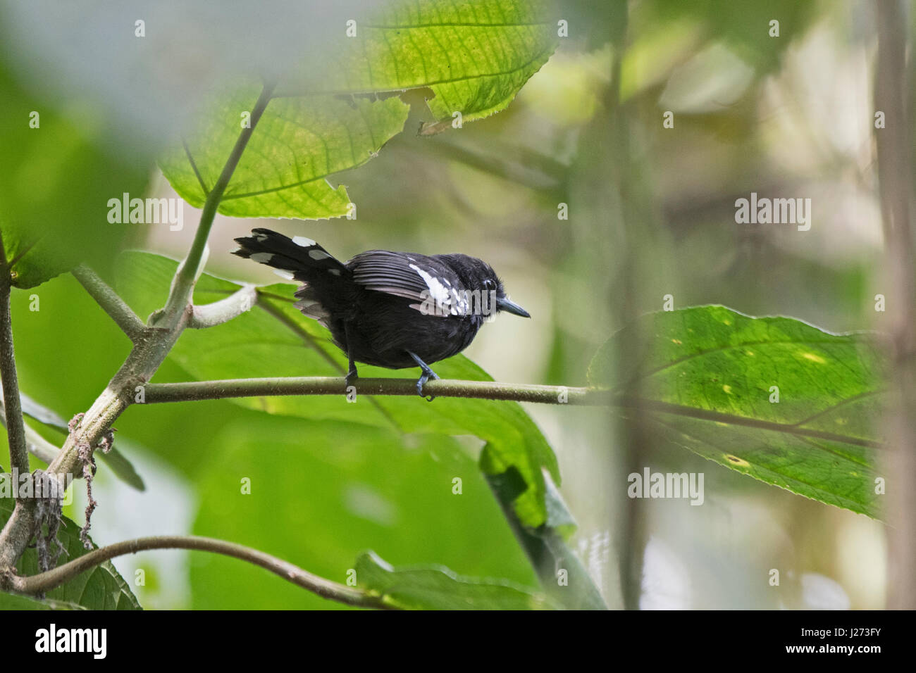 Dot-winged Antwren Microrhopias quixensis Darién maschio Parco Nazionale di Panama Foto Stock