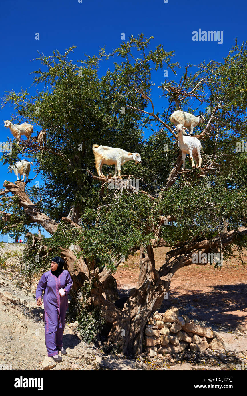 Caprini alimentare sui dadi di Argan in una struttura ad albero di Argon. Vicino a Essouira,, Marocco Foto Stock