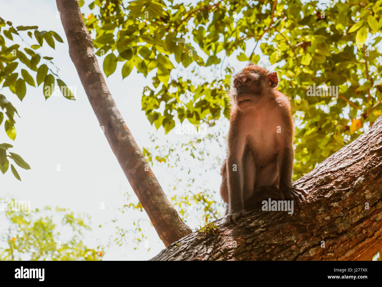 Una scimmia macaco su albero Foto Stock