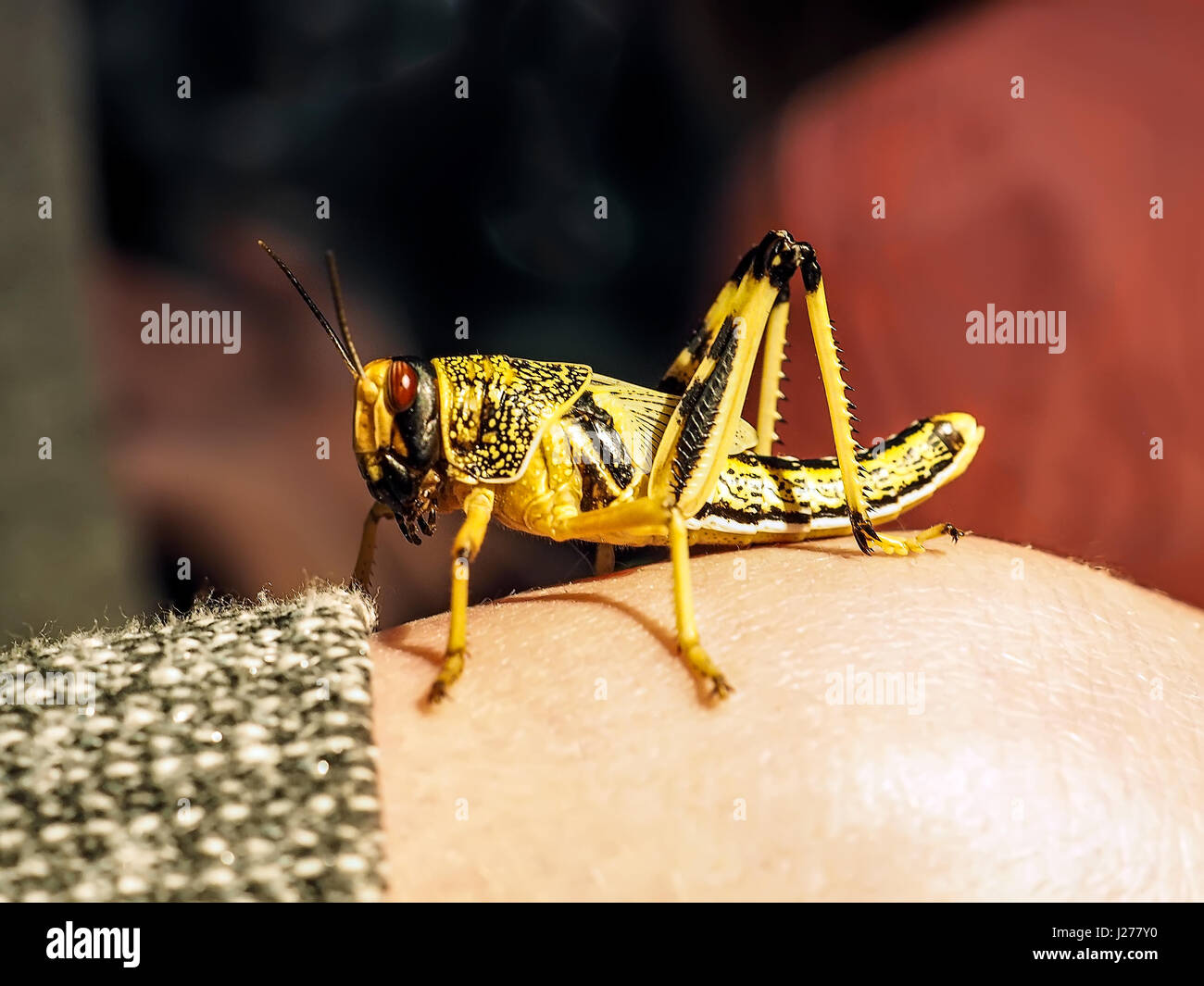Bella nero e giallo grasshopper sparare vicino sul braccio umano Foto Stock