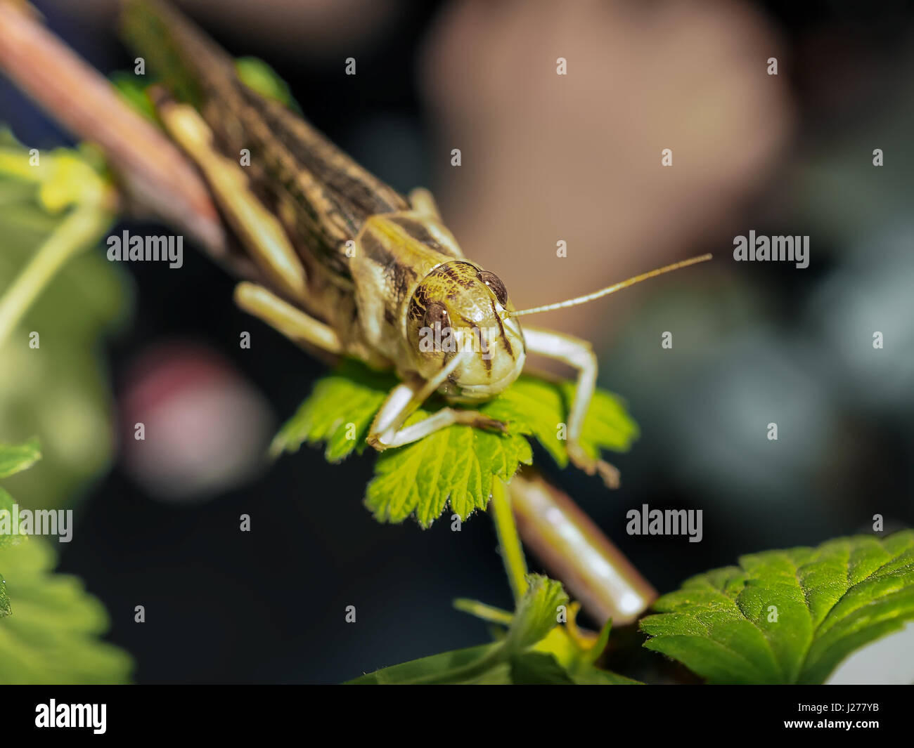 Grasshopper specie Oedipoda germanica sulla foglia verde Foto Stock