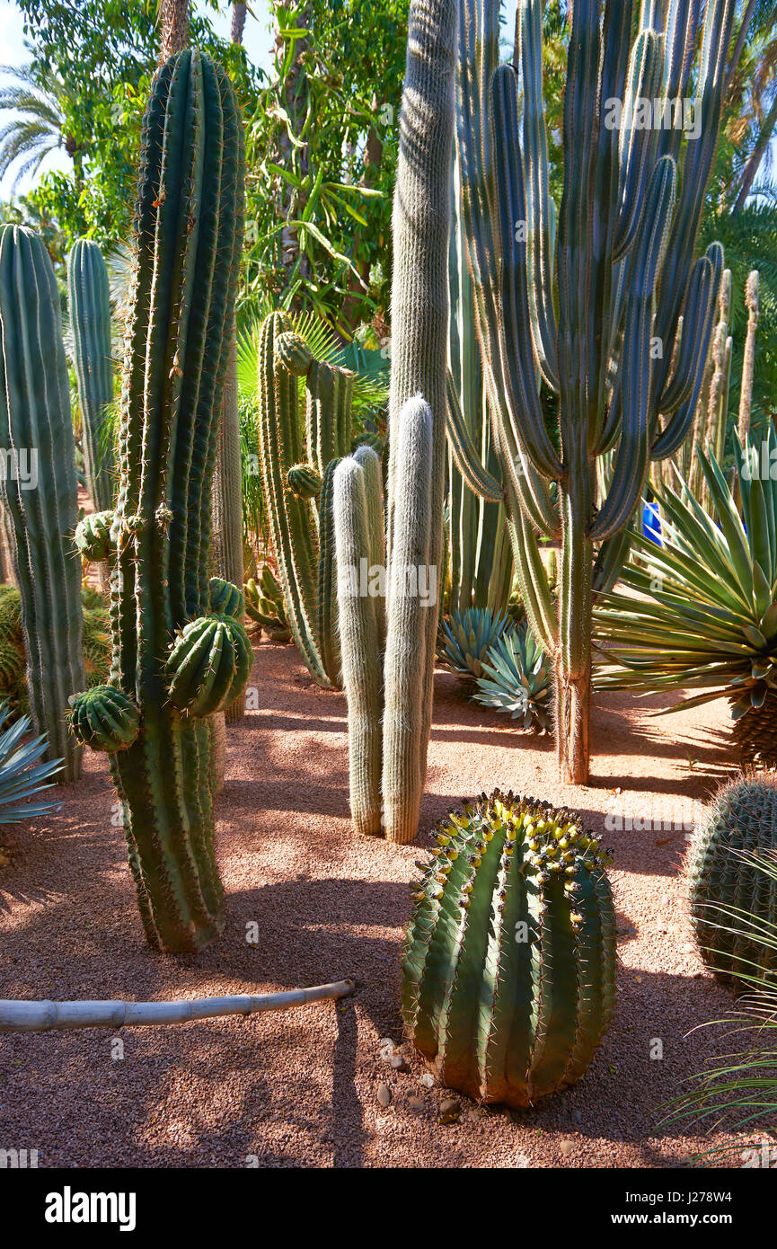 Catus nel Giardino Majorelle Giardino botanico progettato dall artista francese Jacques Majorelle negli anni venti e trenta, Marrakech, Marocco Foto Stock