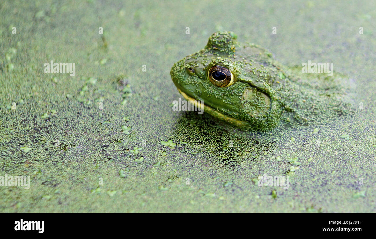 Close-up di rana toro (Rana catesbeiana) in un stagno di alghe con prominenti iride marrone, a forma di mandorla pupillo e timpano visibile Foto Stock