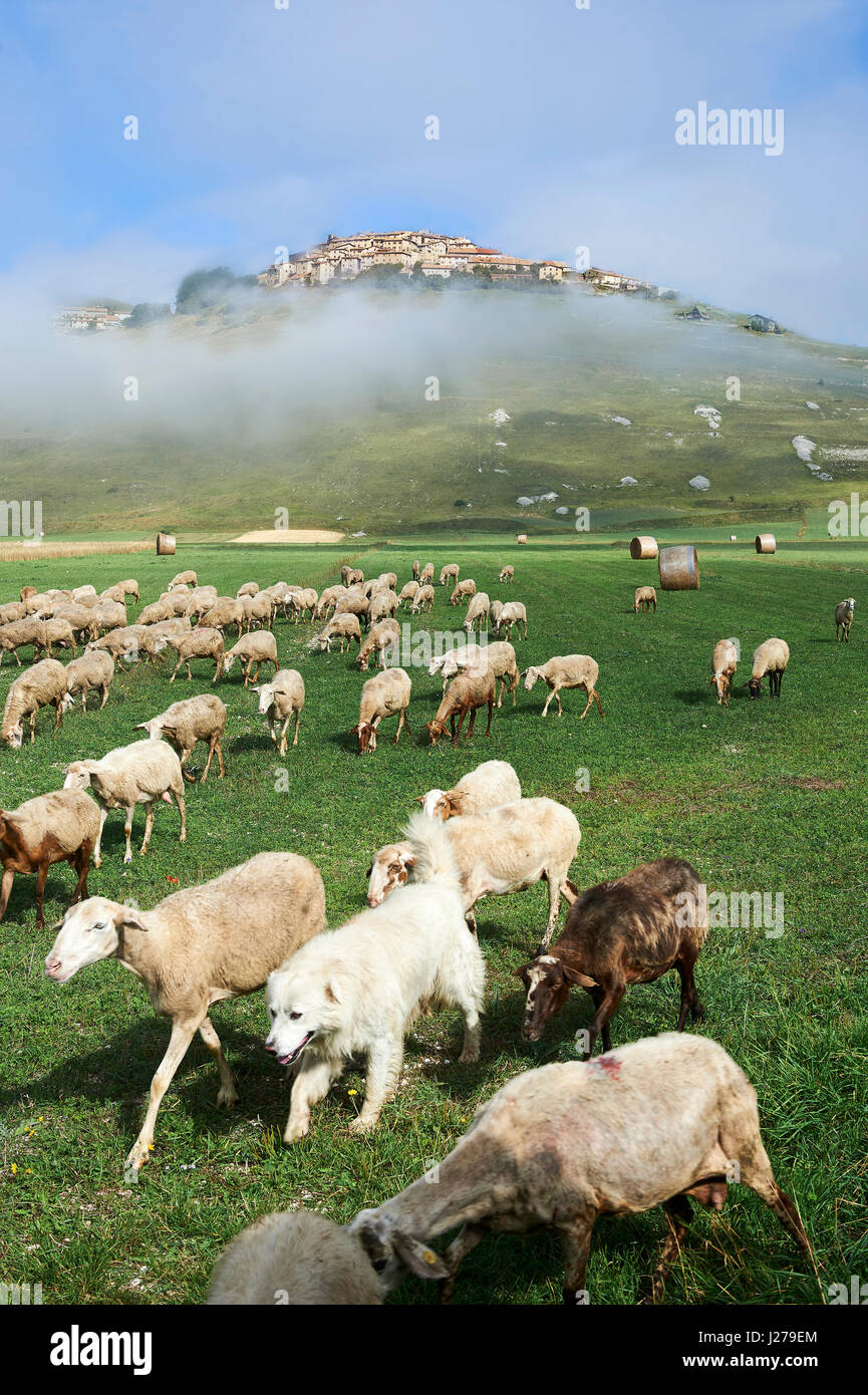 Pecore sul pianoforte Grande, Gret, Piana di Castelluccio di Norcia Parco Nazionale dei Monti Sibillini , Appennino, Umbria, Italia. Foto Stock