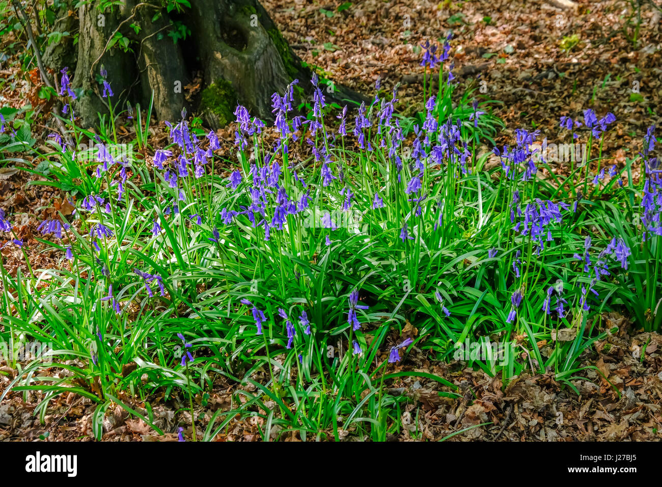 Bluebell piante in Primavera nella foresta in Essex. Foto Stock