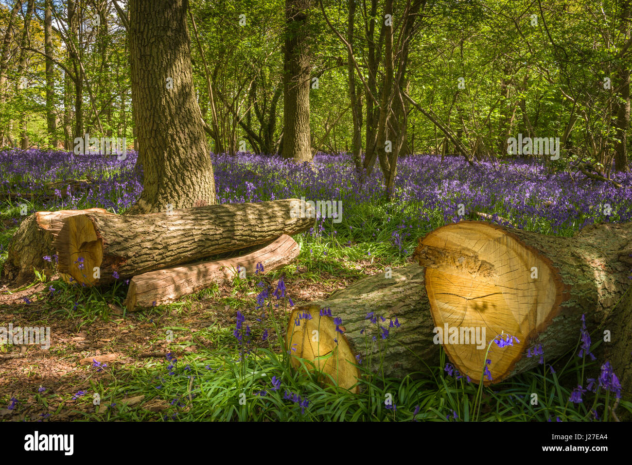 Wiltshire, Regno Unito. Xxv Aprile, 2017. Regno Unito - Meteo su caldo pomeriggio soleggiato alla fine di aprile, un bellissimo display delle Bluebells nativo di coprire il pavimento del bosco a Hagbourne Copse nella periferia di Swindon nel Wiltshire. Credito: Terry Mathews/Alamy Live News Foto Stock