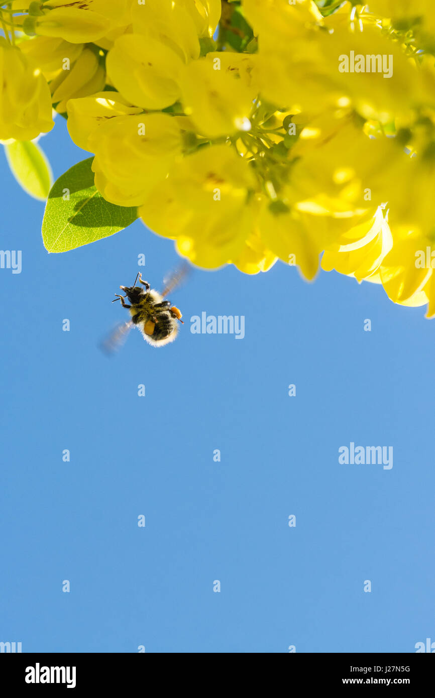 Stirlingshire, Scotland, Regno Unito. 16 Maggio, 2017. Regno Unito - previsioni del tempo - Dopo un caloroso ma showery per iniziare la giornata a bumblebee raccoglie il polline e il nettare da Maggiociondolo albero contro blu luminoso cielo del pomeriggio Credito: Kay Roxby/Alamy Live News Foto Stock