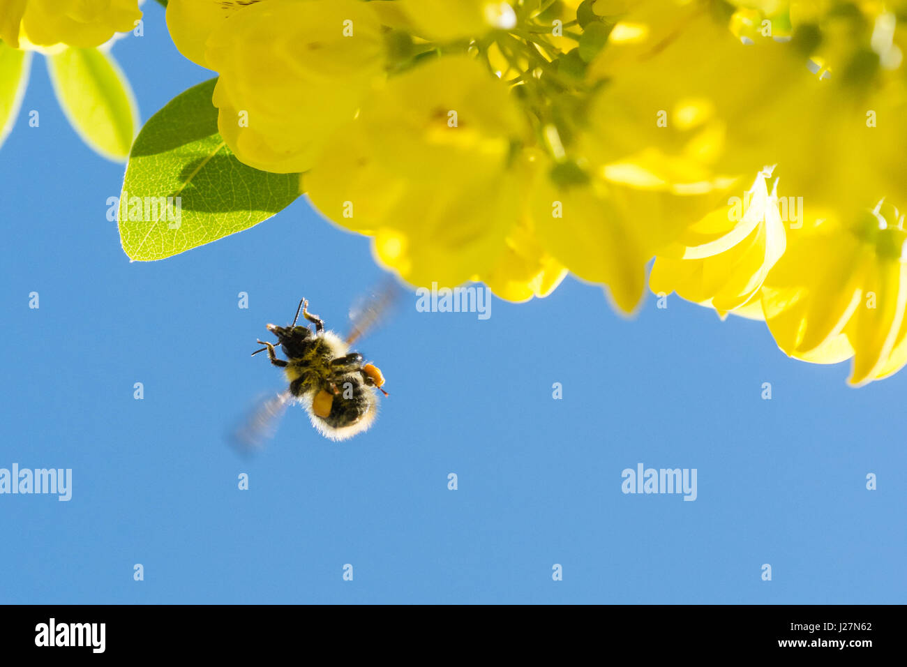 Stirlingshire, Scotland, Regno Unito. 16 Maggio, 2017. Regno Unito - previsioni del tempo - Dopo un caloroso ma showery per iniziare la giornata a bumblebee raccoglie il polline e il nettare da un albero il Maggiociondolo contro blu luminoso cielo del pomeriggio Credito: Kay Roxby/Alamy Live News Foto Stock