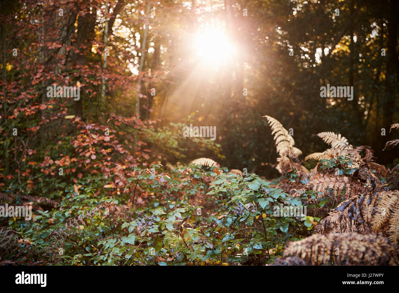 Sole che splende attraverso gli alberi nel Bosco in autunno Foto Stock