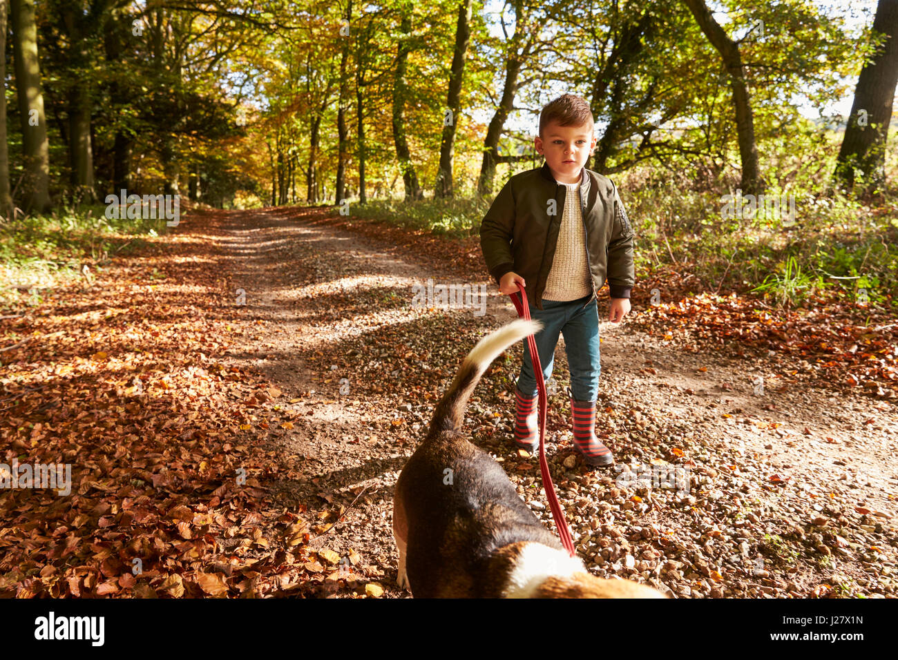 Ragazzo giovane cane a camminare nel Bosco in autunno Foto Stock