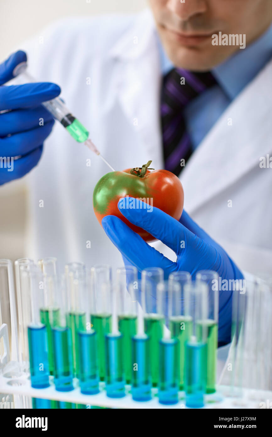 Scienziato iniezione di OGM in un pomodoro per test di laboratorio Foto Stock
