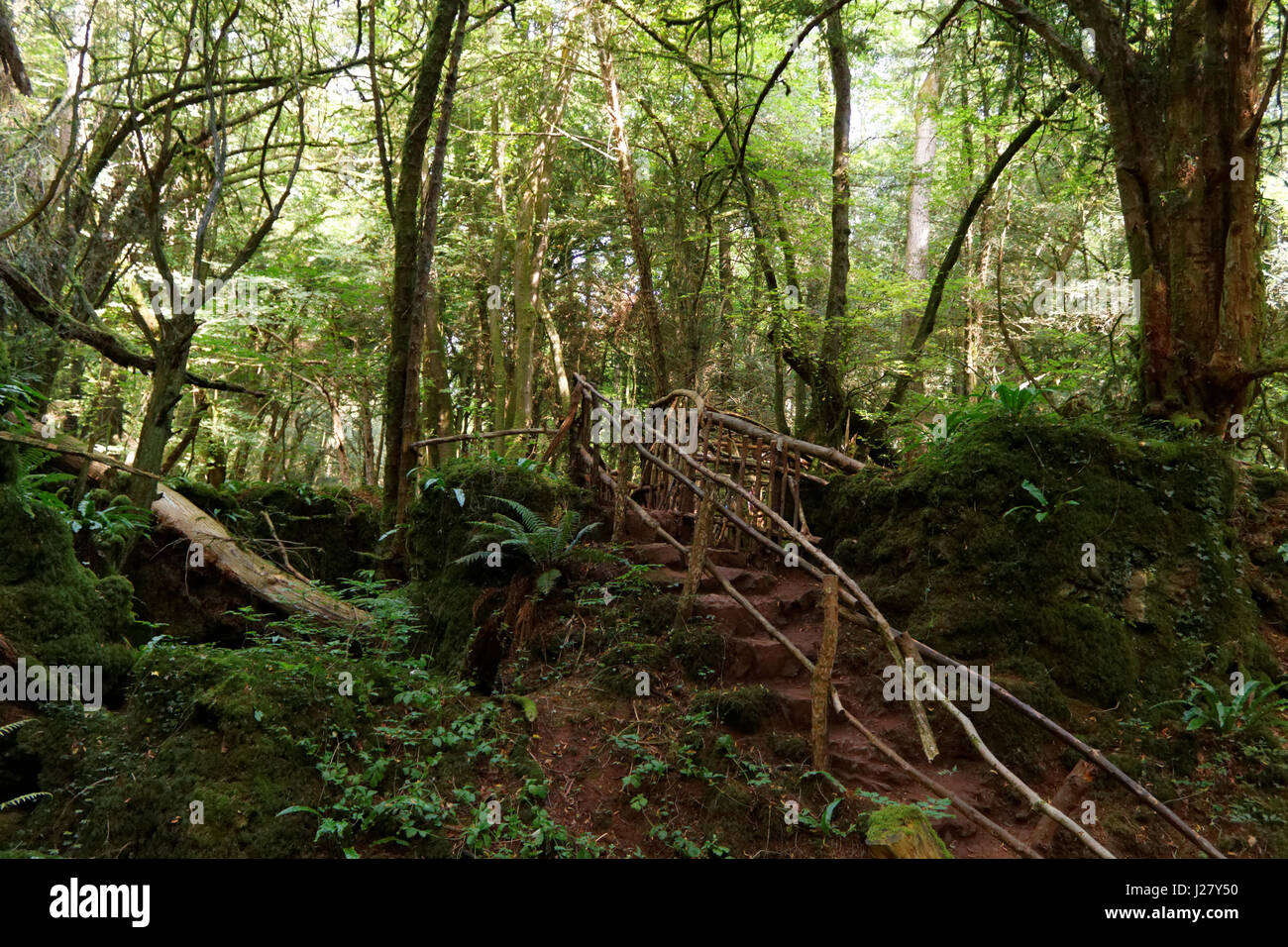 Scale il percorso nella foresta Foto Stock