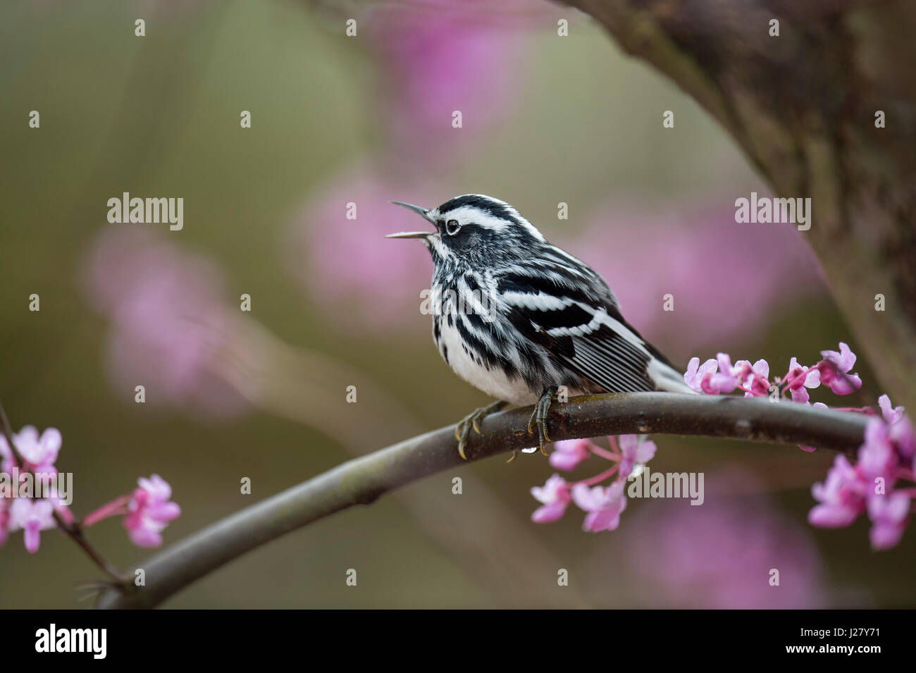 Un bianco e nero trillo appollaiato su un Redbud ramo di albero a cantare ad alta voce nella foresta. Foto Stock