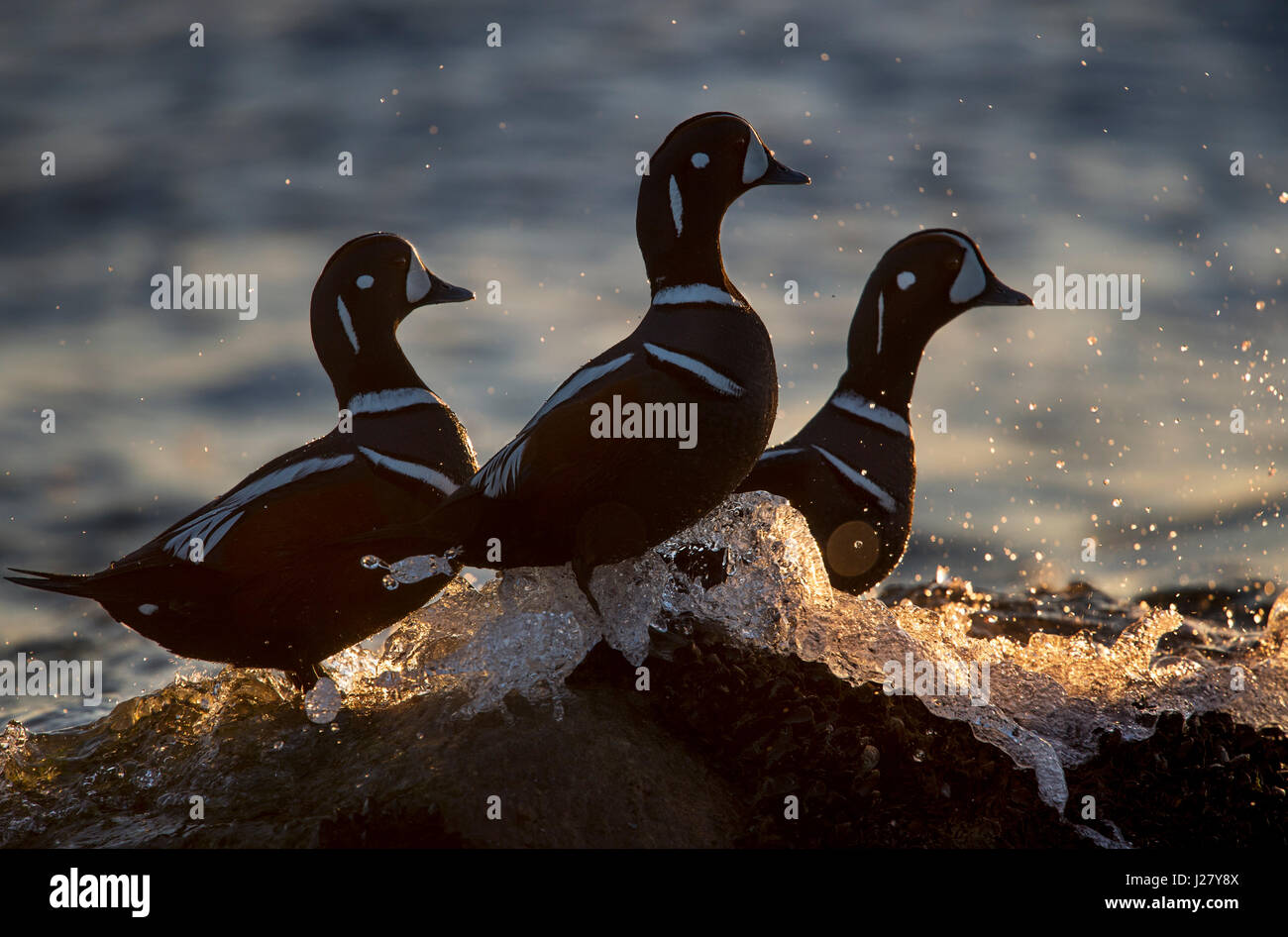 Un trio di maschio Arlecchino anatre stand su una roccia in acqua come non schizza intorno a loro incandescente nella luce del sole della mattina. Foto Stock