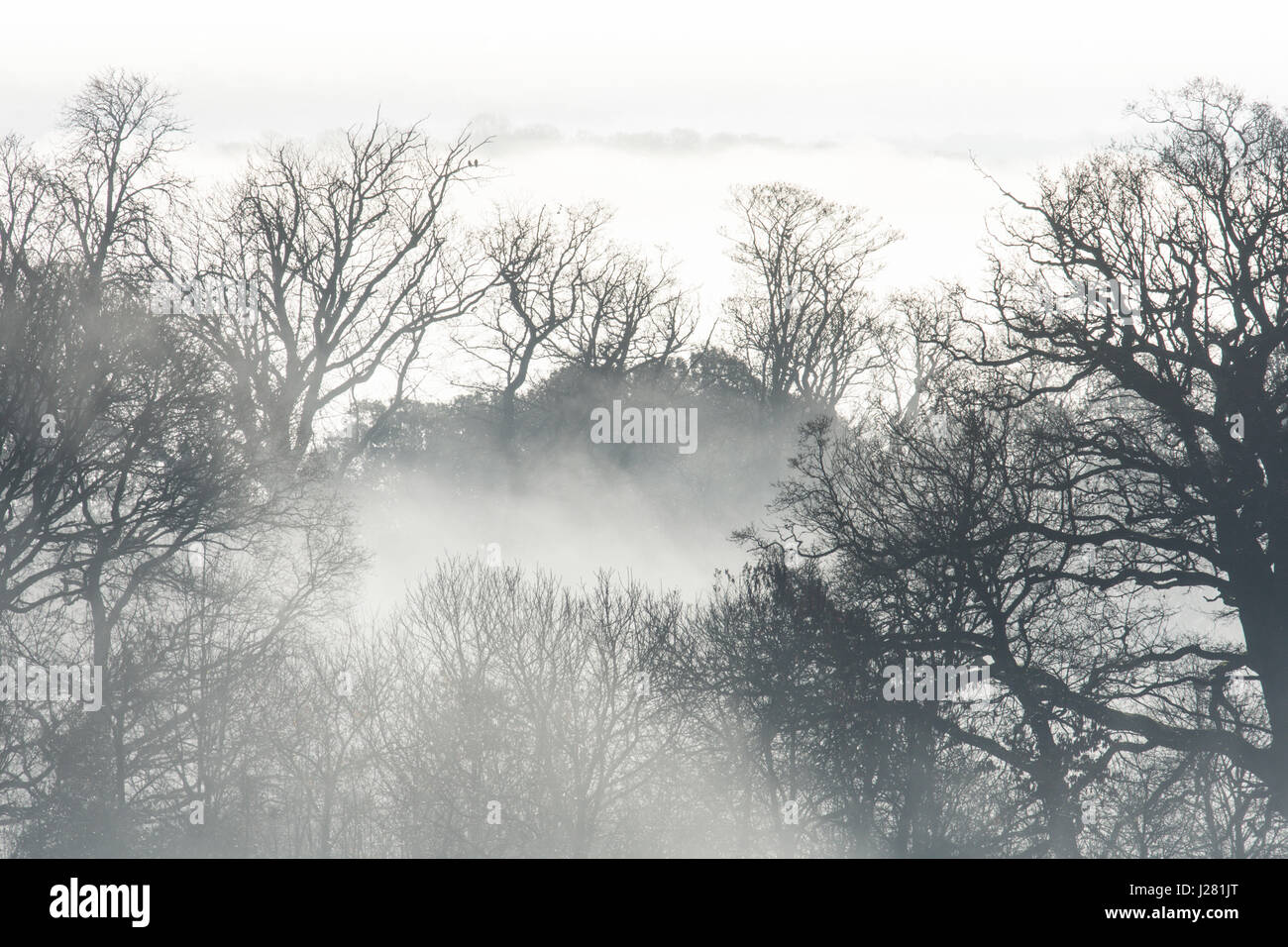 Rami di alberi grandi stagliano in mattina nebbia bassa e la nebbia. Sussex, Regno Unito. Dicembre. Foto Stock