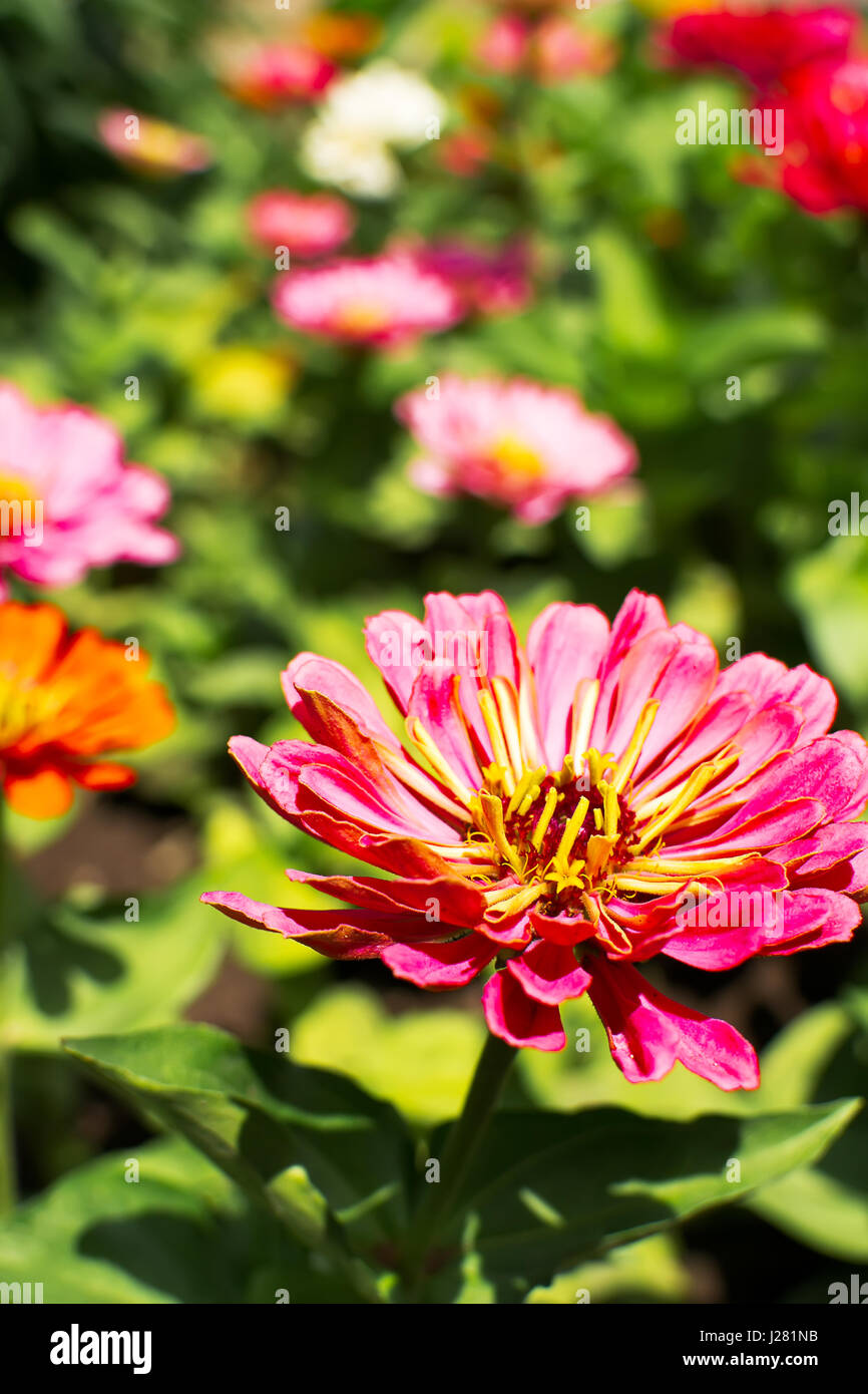 Zinnia fiore nel giardino vicino fino Foto Stock