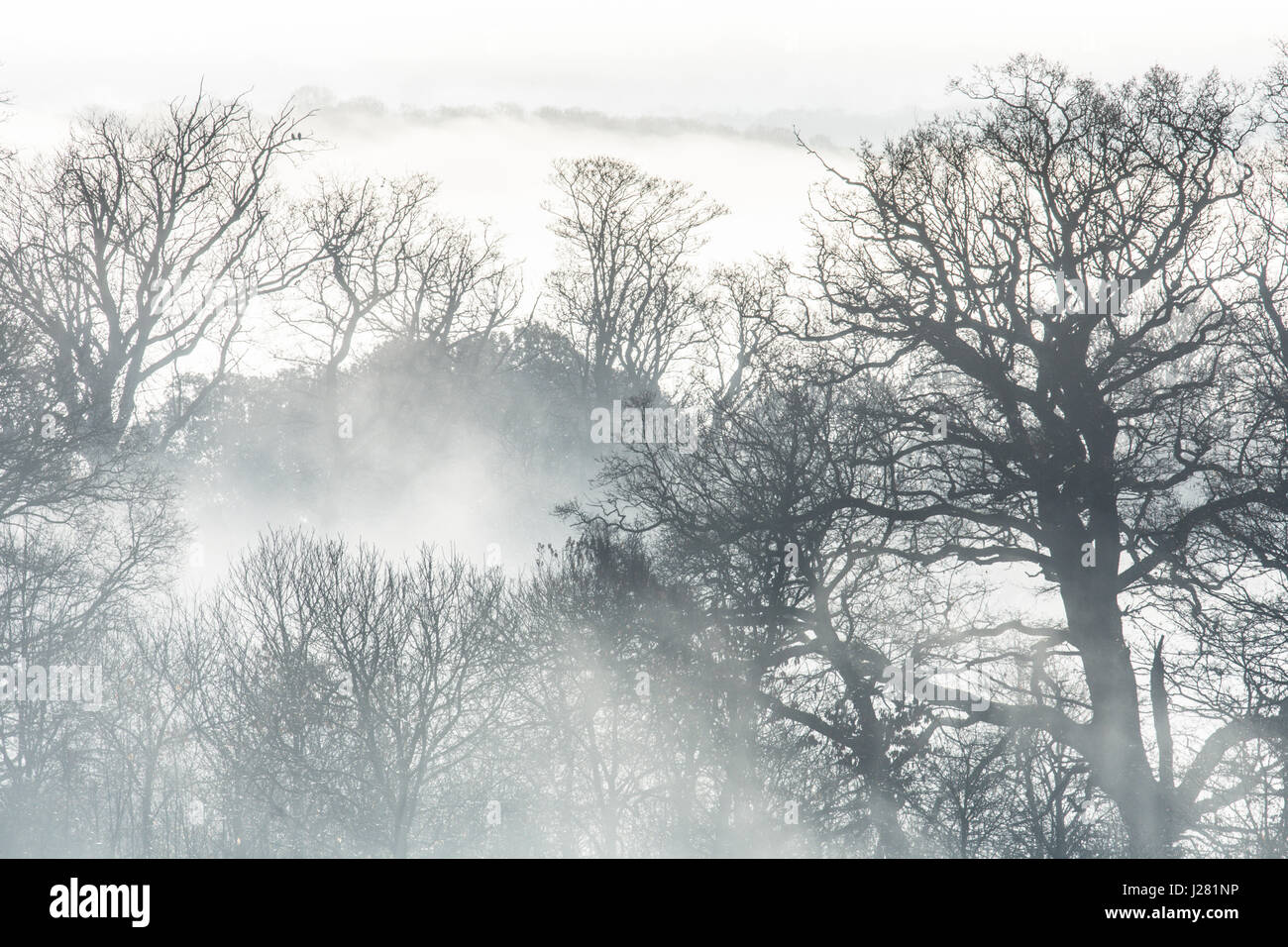 Rami di alberi grandi stagliano in mattina nebbia bassa e la nebbia. Sussex, Regno Unito. Dicembre. Foto Stock
