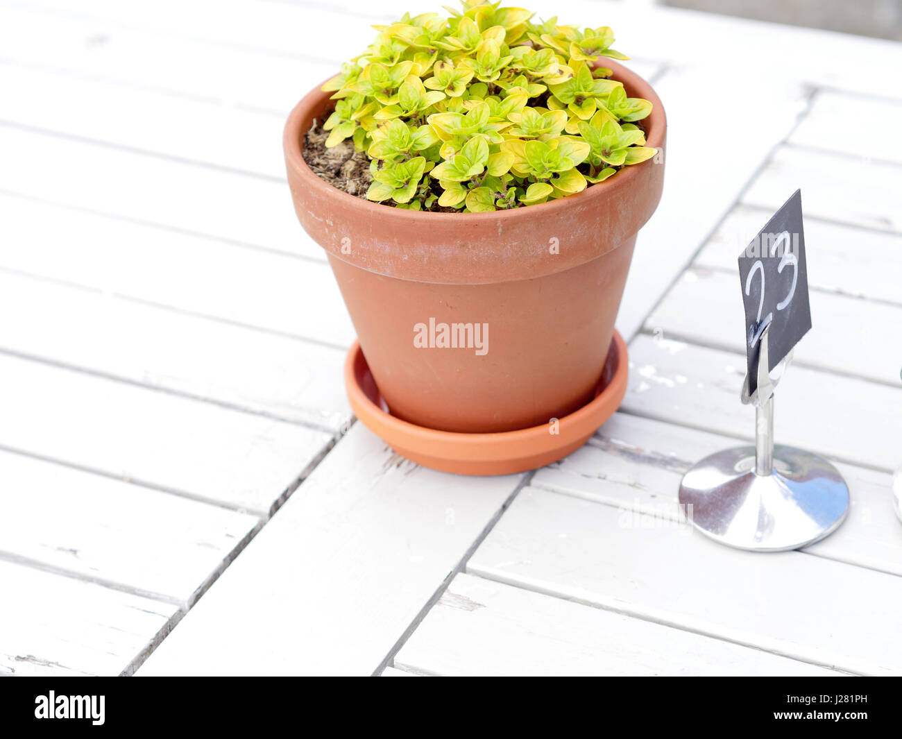 Numero della tabella delle piante in vaso immagini e fotografie stock ad  alta risoluzione - Alamy