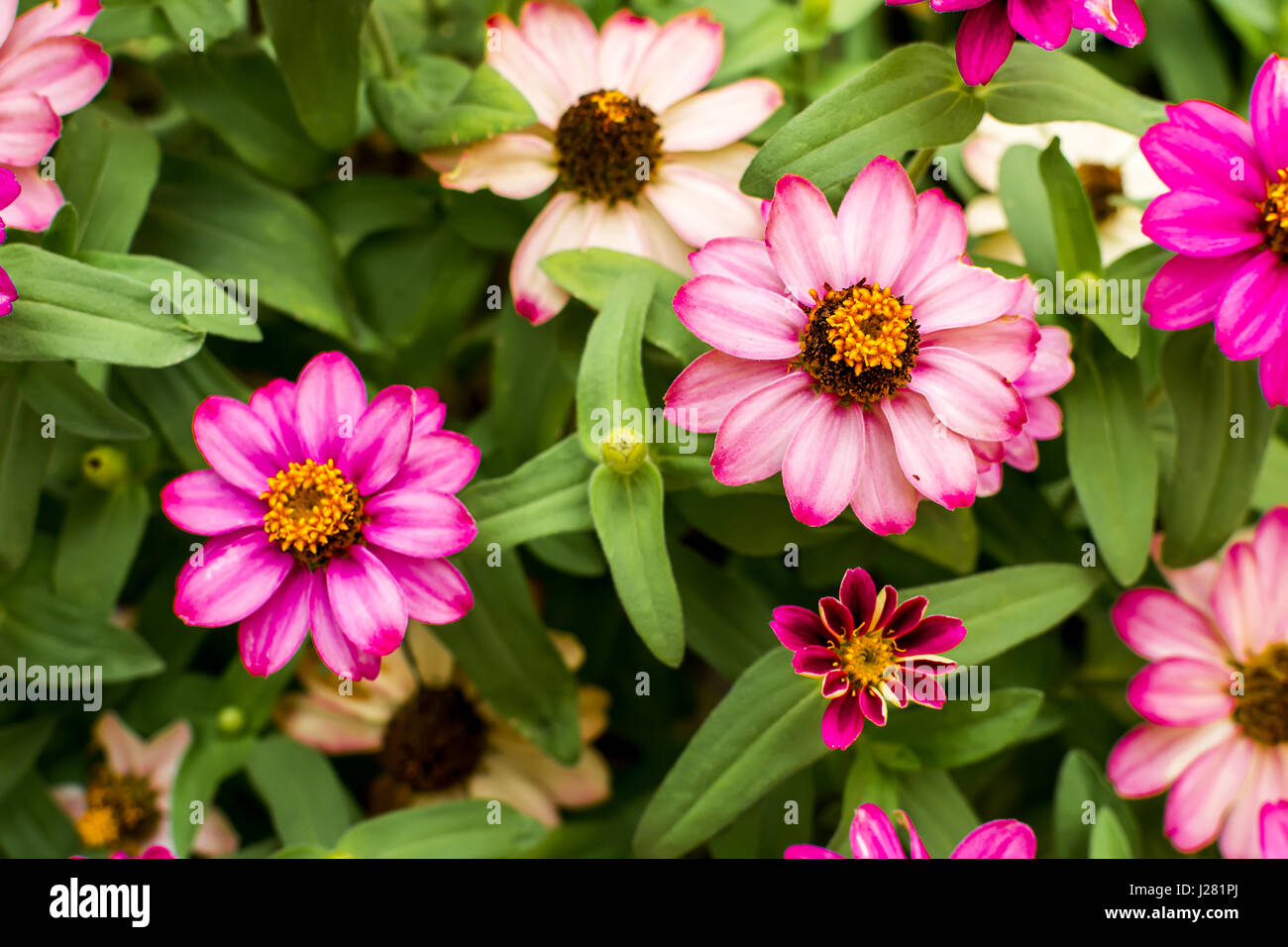 Zinnia fiore nel giardino vicino fino Foto Stock