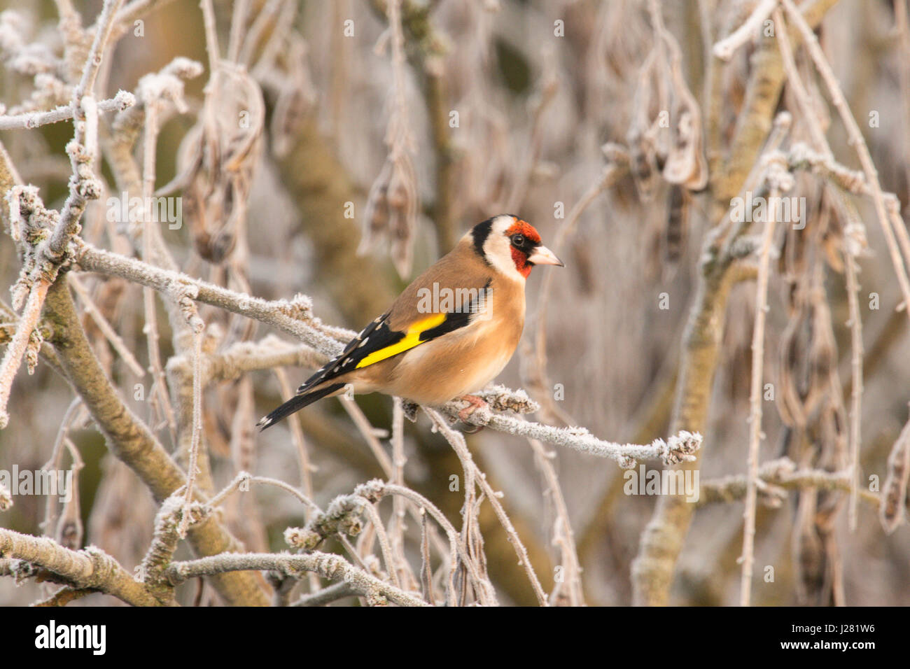 Cardellino, Carduelis carduelis, coperto di brina il Maggiociondolo albero. Gennaio, Sussex, Regno Unito Foto Stock