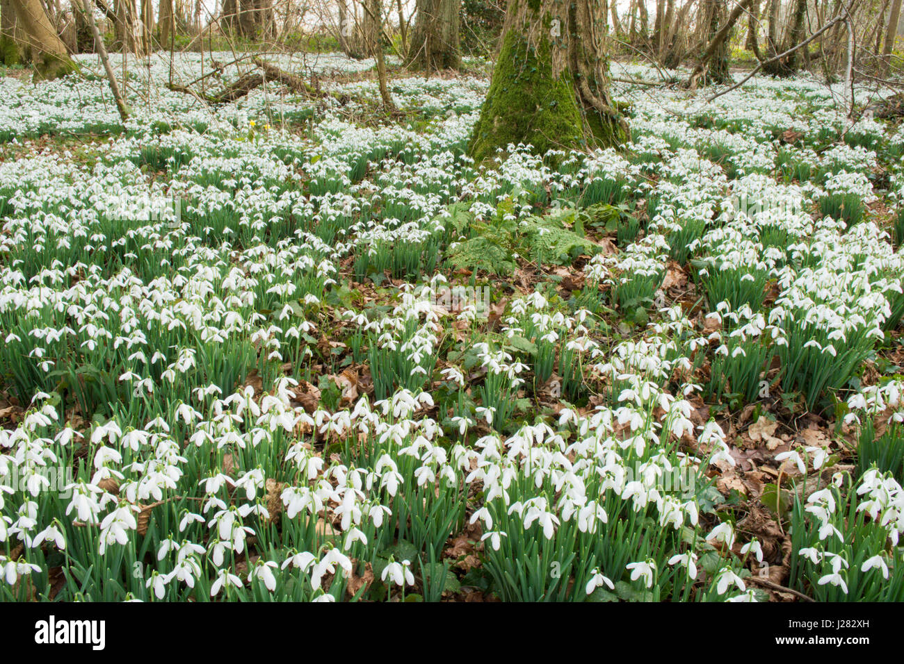 Bucaneve, Galanthus nivalis, selvatici nel bosco in Sussex, Regno Unito. Febbraio. Foto Stock