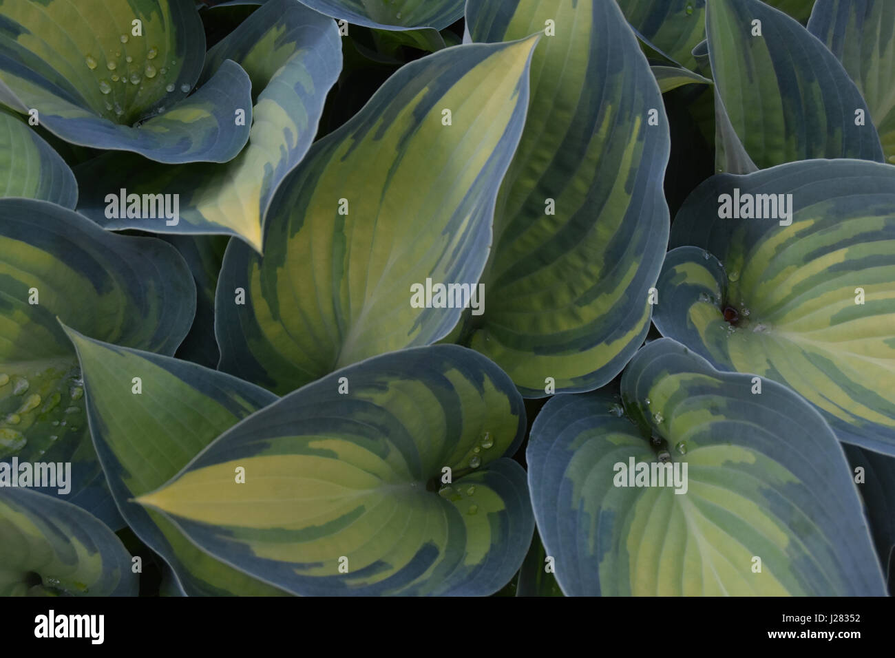Hosta foglie con gocce di pioggia Foto Stock