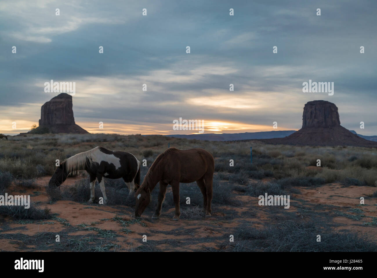 I cavalli pascolano in campo contro il cielo nuvoloso durante il tramonto Foto Stock