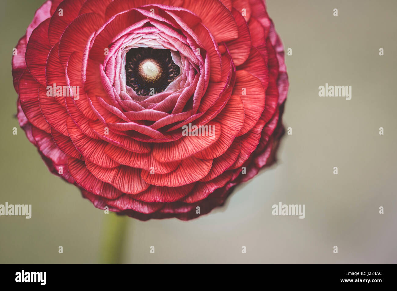 Close-up di buttercup blooming all'aperto Foto Stock