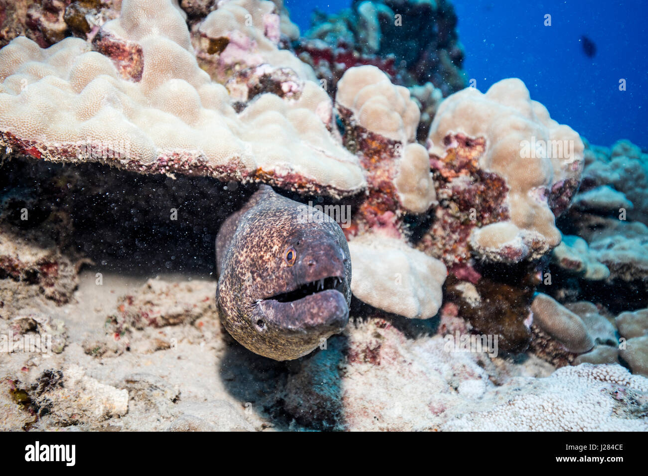 Close-up di pesce che nuota undersea Foto Stock